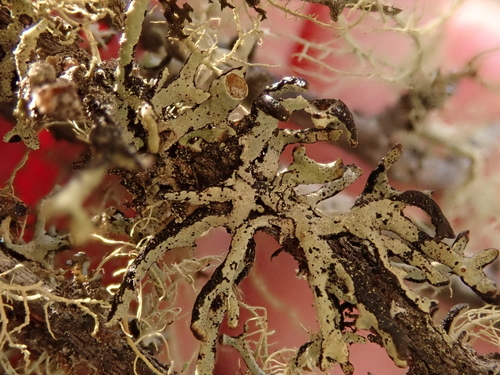 iNaturalist observation photo of Tube Lichens