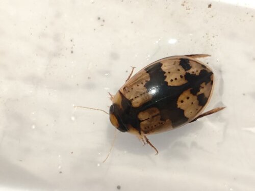 Sandracottus chevrolati