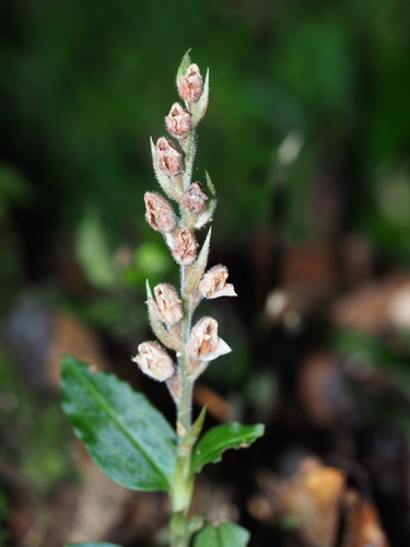 Goodyera foliosa (Goodyera foliosa)