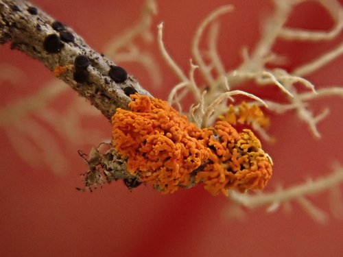 iNaturalist observation photo of sunburst lichens, firedots, and allies