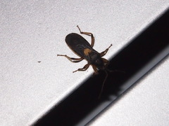 Ectomocoris cordiger