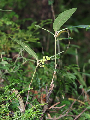 Ardisia crispa, photograph 5