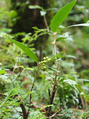 Ardisia crispa, photograph author not stated, no rights reserved