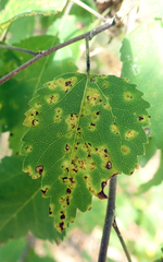 Puccinia plagianthi
