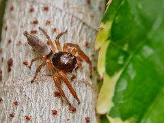 Artabrus aurantipilosus