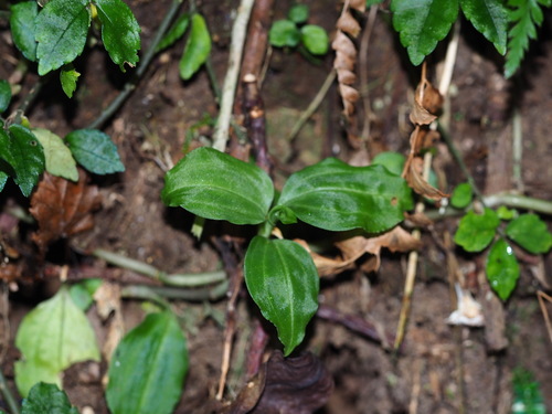 Leafy Rattlesnake Plantain (Goodyera foliosa)