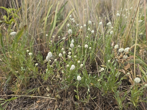 Calocephalus lacteus, photograph 2