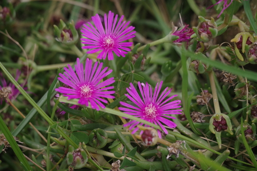 Delosperma cooperi