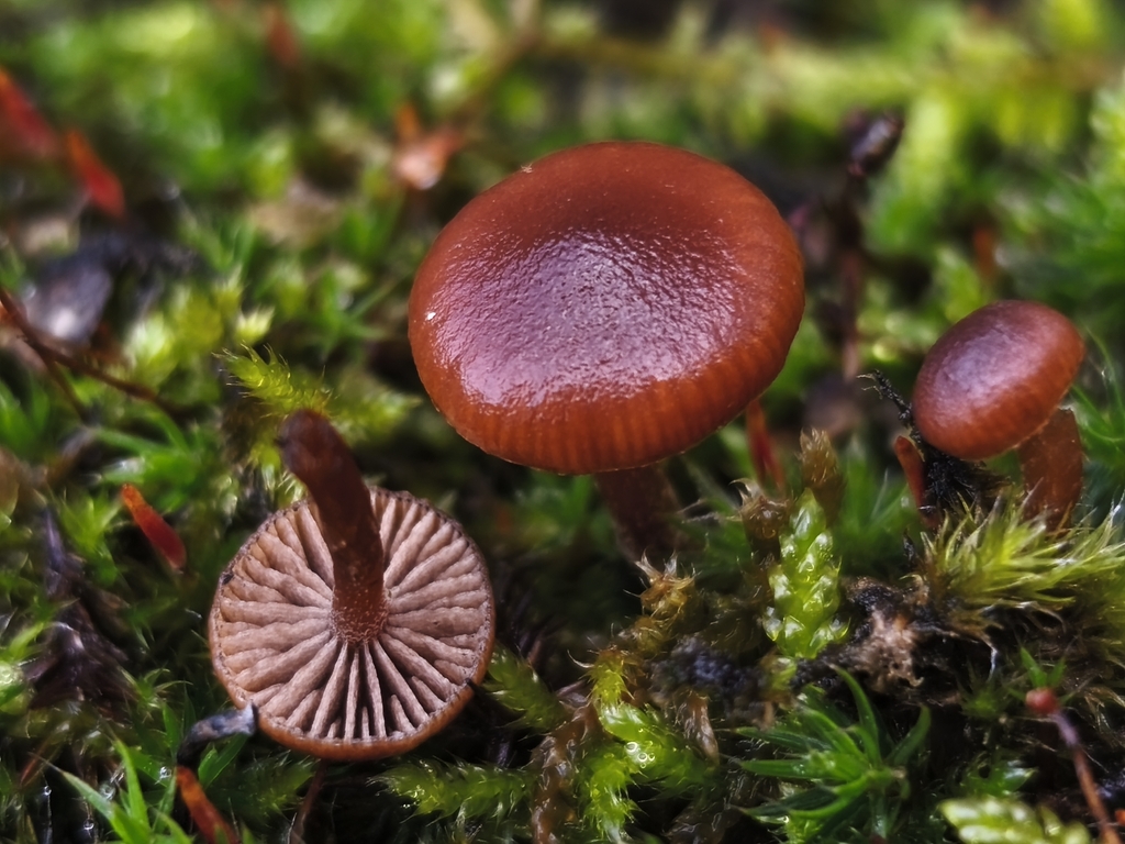 Deconica montana · January 2026 · photo: © jose_castro (iNaturalist, CC)