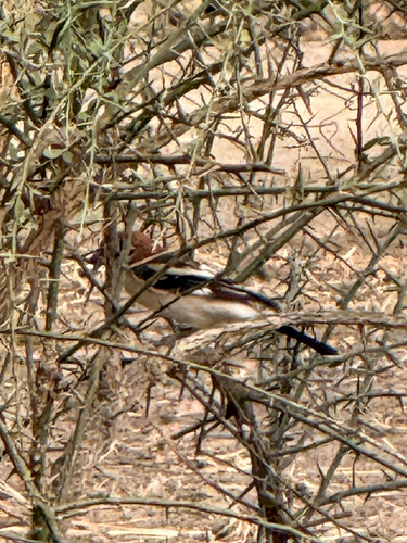Woodchat Shrike