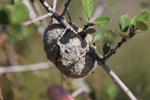 iNaturalist observation photo of Gall Wasps and Allies