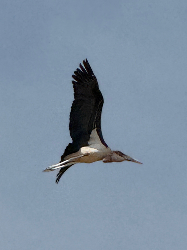 Marabou Stork