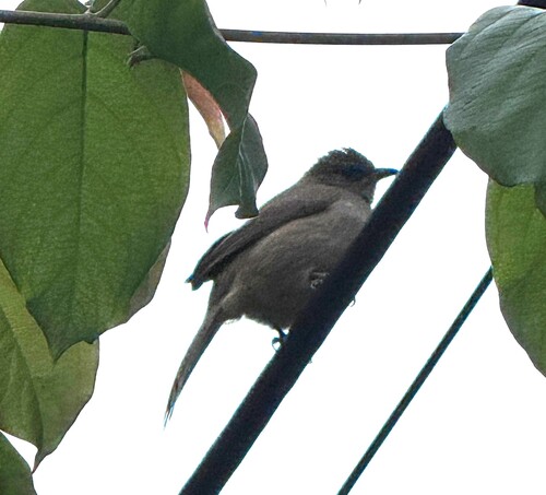 Ayeyarwady Bulbul (Pycnonotus blanfordi), photo 7