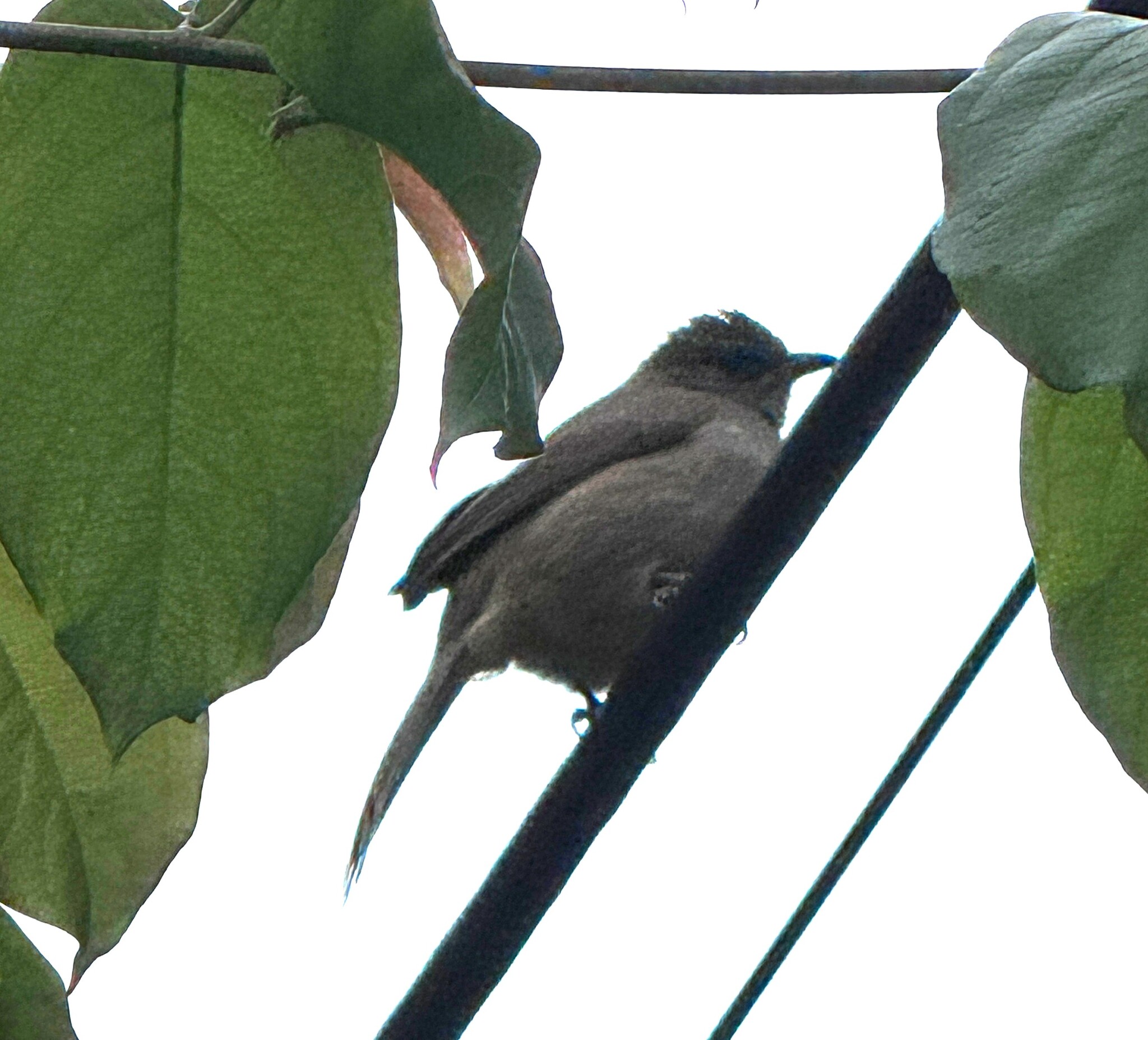 Ayeyarwady Bulbul (Pycnonotus blanfordi), photo 10