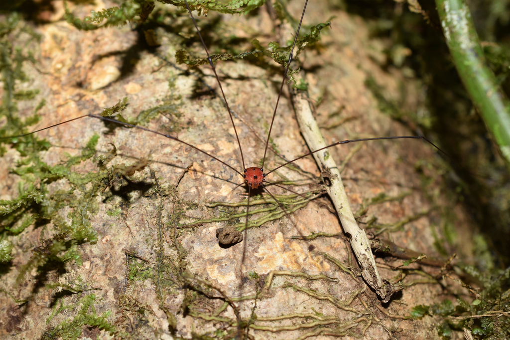 Gagrella rubra