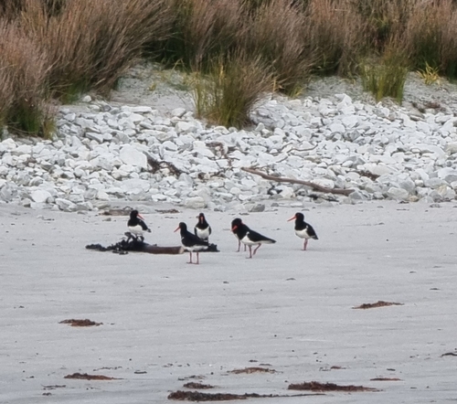Pied Oystercatcher (Haematopus longirostris), photo 5