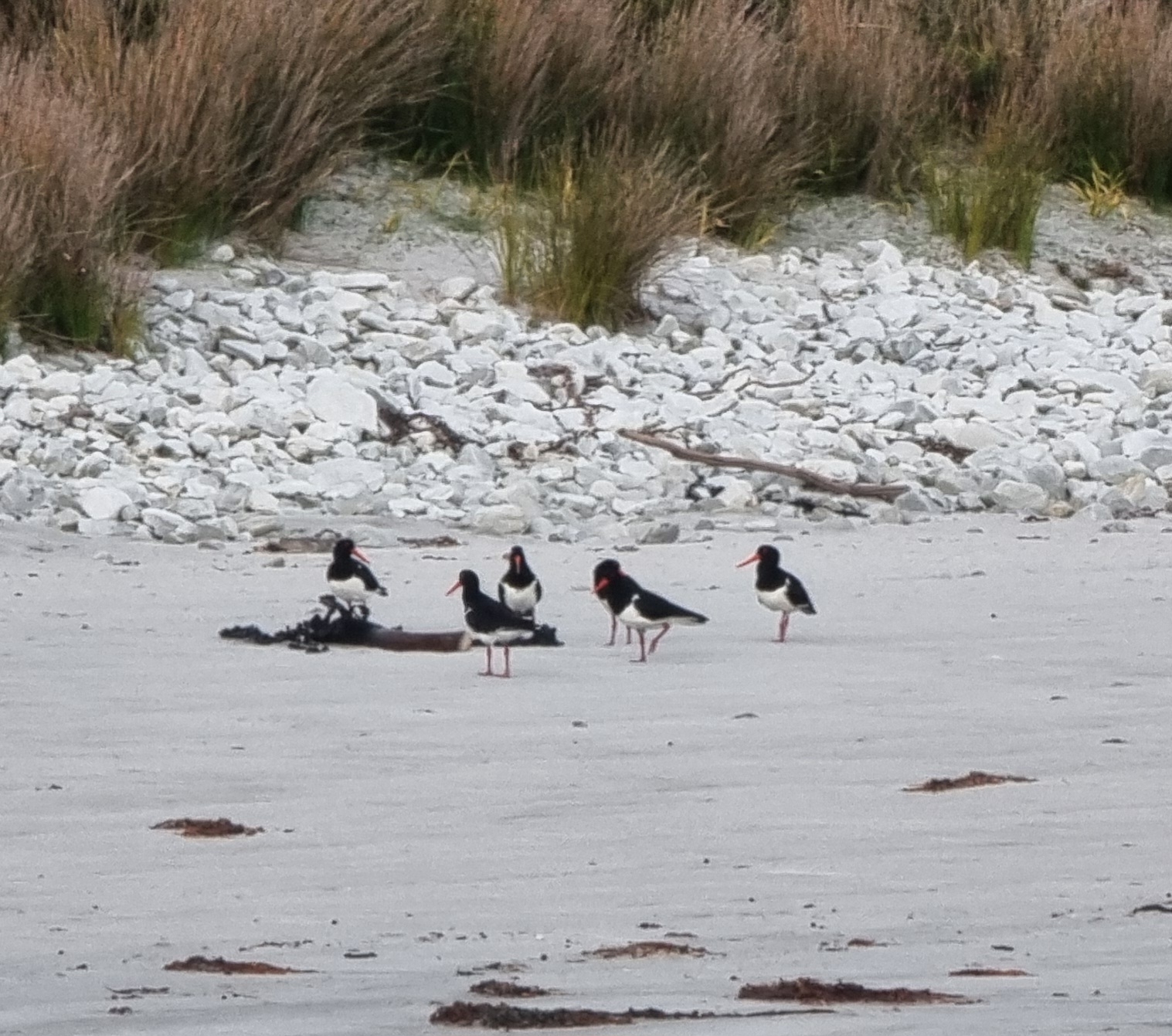 Pied Oystercatcher (Haematopus longirostris), photo 5