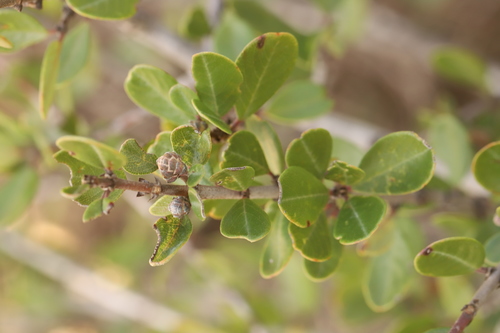 iNaturalist observation photo of Ceanothus