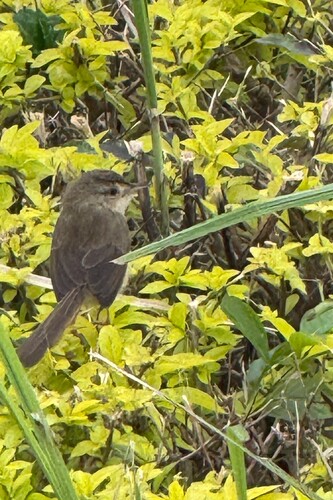 Plain Prinia (Prinia inornata), photo 7