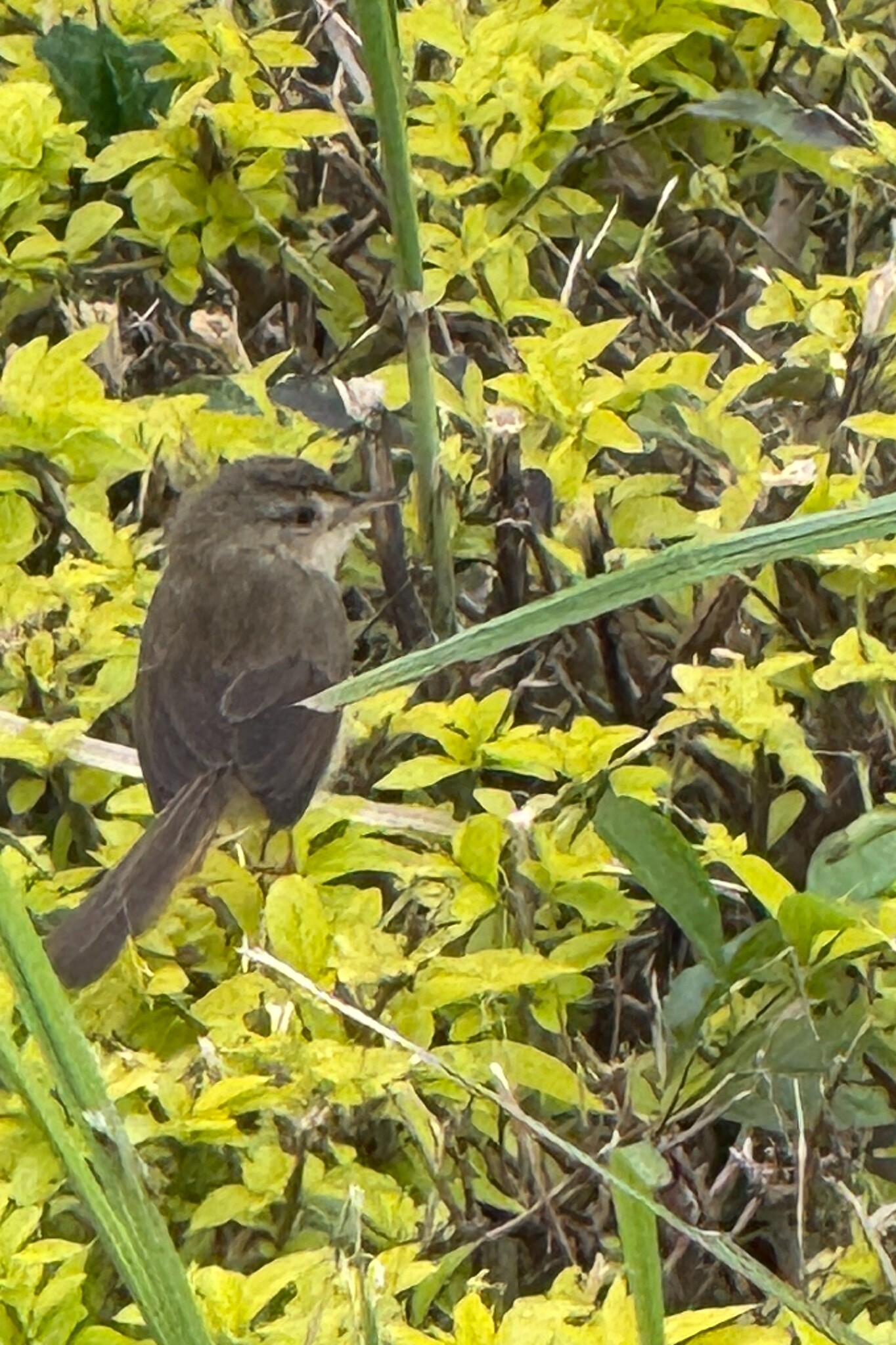Plain Prinia (Prinia inornata), photo 10