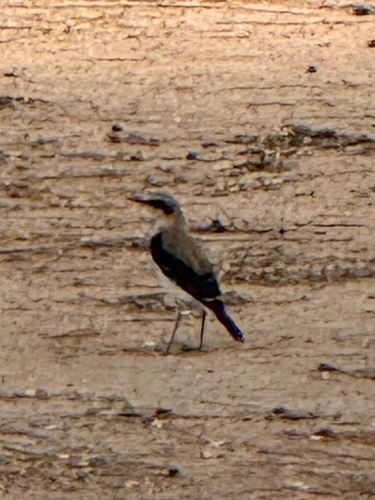 Northern Wheatear