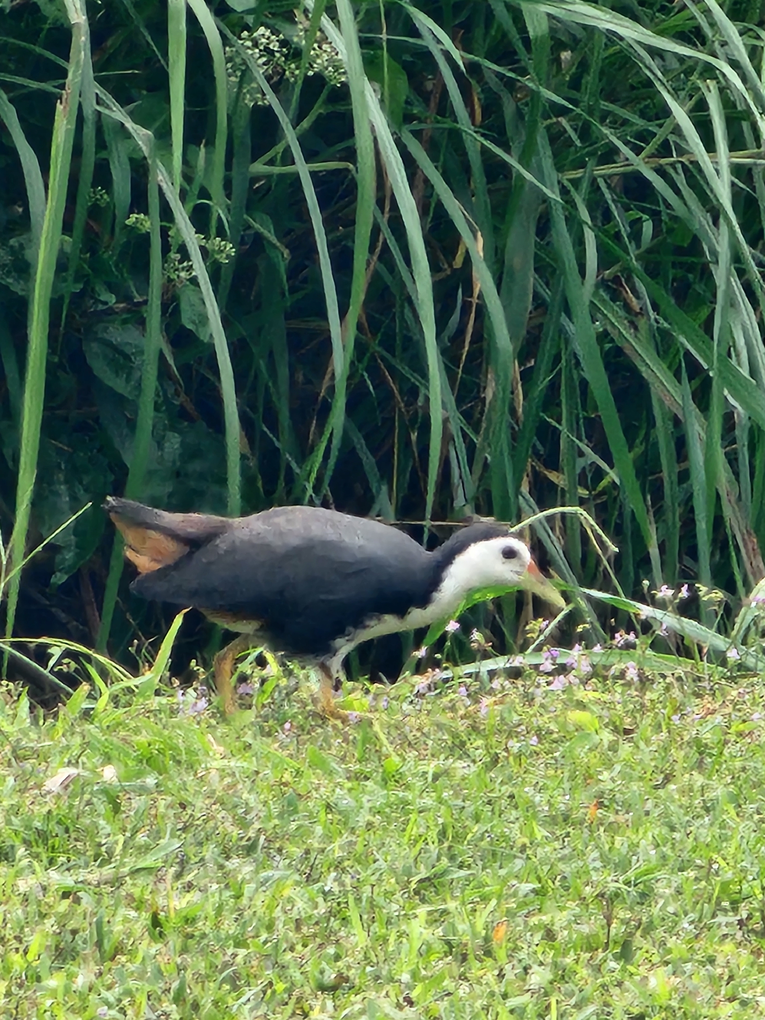 White-breasted Waterhen (Amaurornis phoenicurus), photo 3