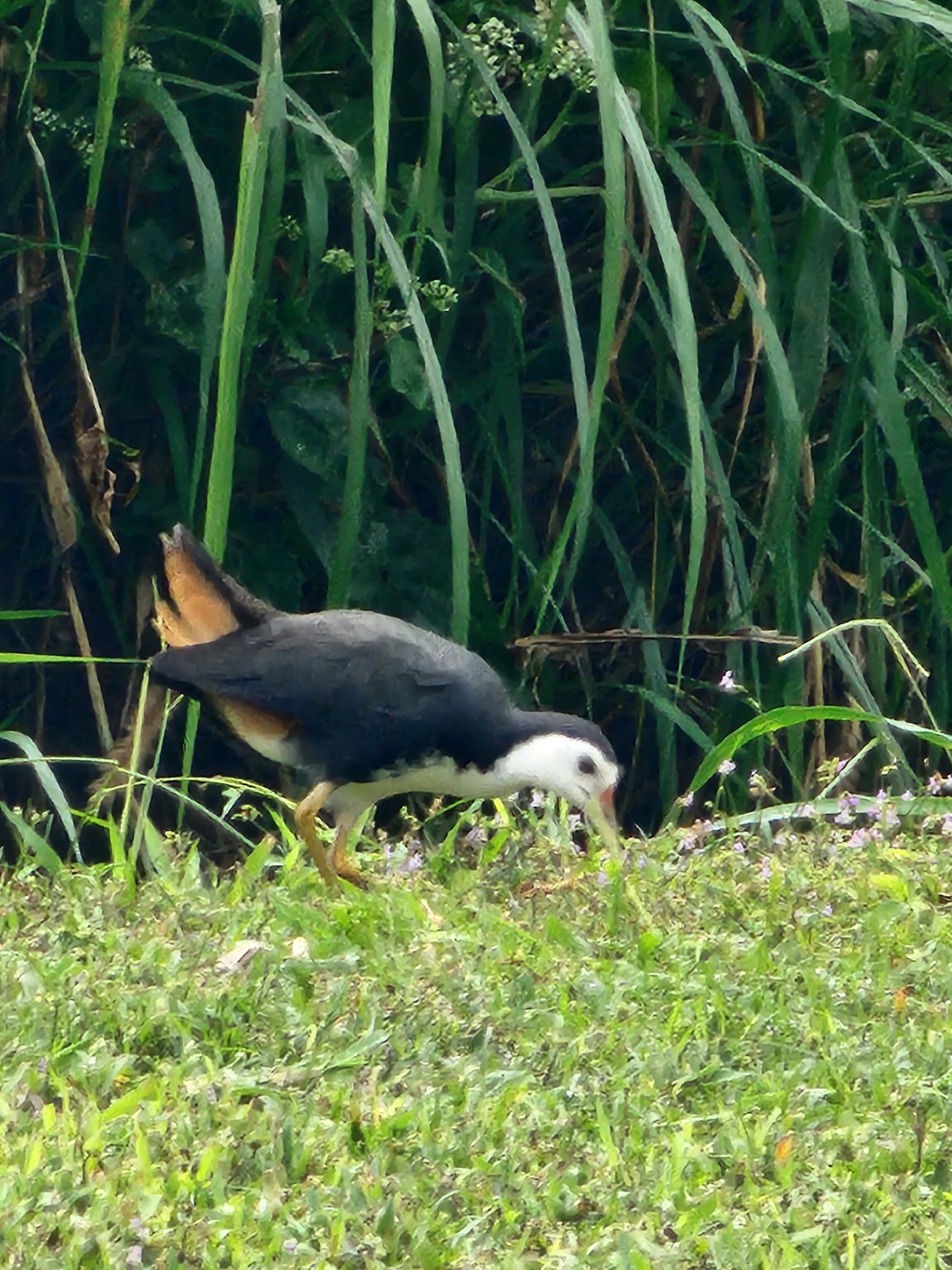 White-breasted Waterhen (Amaurornis phoenicurus), photo 4