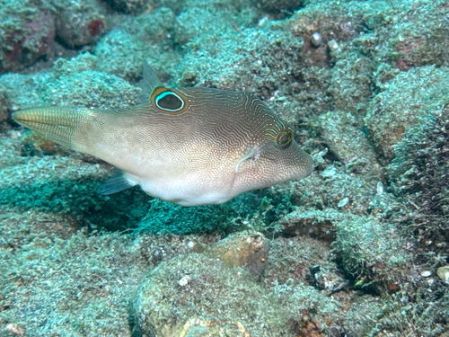 Compressed toby (Canthigaster compressa) — Tetraodontidae — 5
