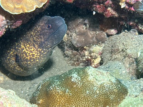 Leopard eel (Gymnothorax flavimarginatus) — Muraenidae — 5