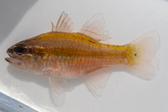 Cavite Cardinalfish photo 3