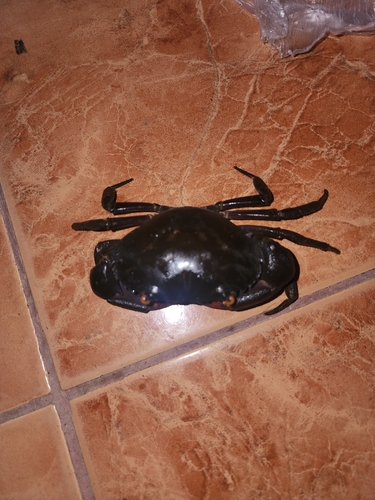 ヤクジャマガニ