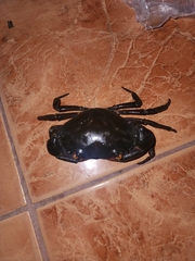 ヤクジャマガニ