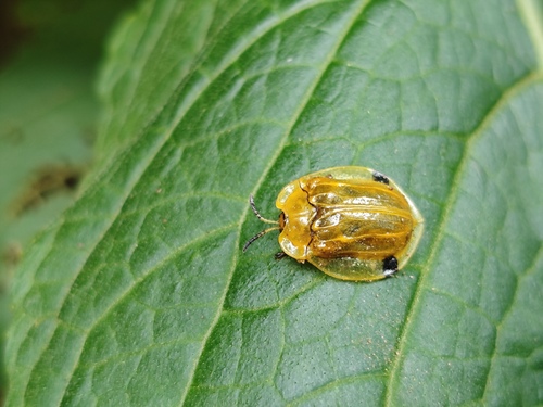 Basiprionota bisignata