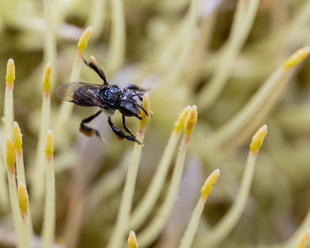 Charcoal Stingless Bee from Sydney NSW, Australia on January 3, 2026 at ...