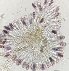 Saccobolus depauperatus