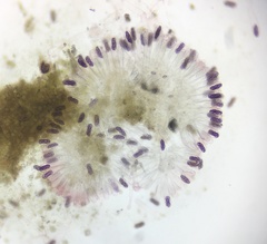 Saccobolus depauperatus