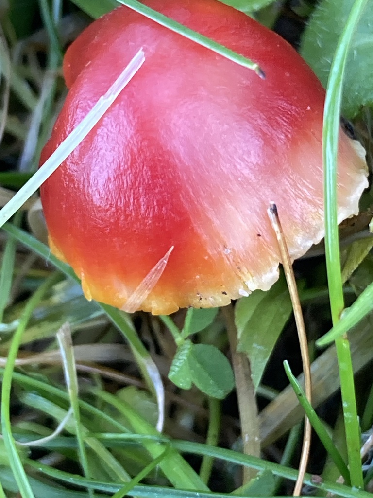 Hygrocybe coccinea · January 2026 · photo: © nick37158 (iNaturalist, cc-by)