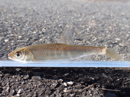 Zacco platypus