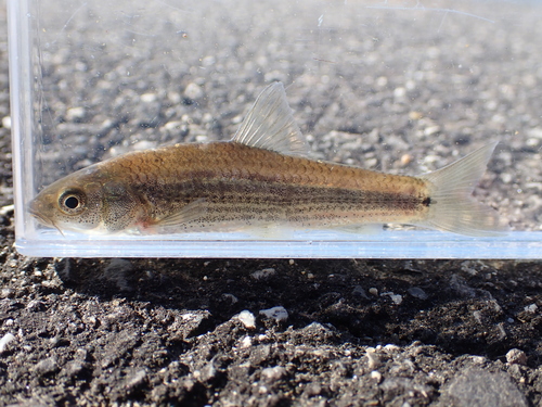 Gnathopogon elongatus elongatus