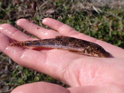 Pseudogobio esocinus