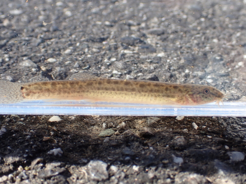 Misgurnus anguillicaudatus