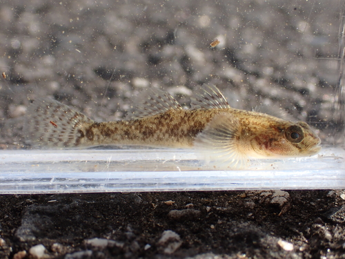 Rhinogobius telma