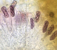 Saccobolus depauperatus