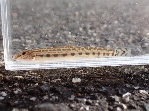 Cobitis minamorii tokaiensis
