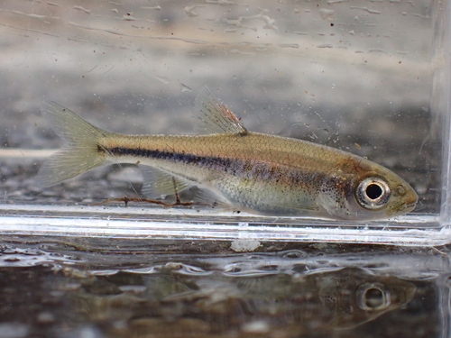 Nipponocypris temminckii