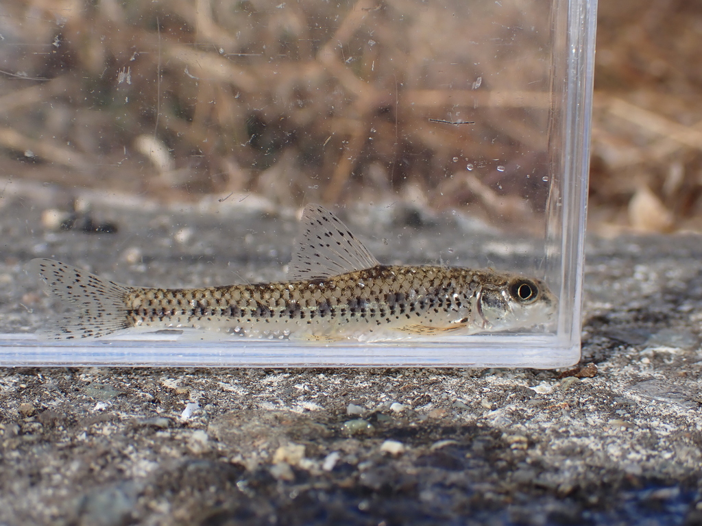 Zezera (Biwia zezera) — Cyprinidae