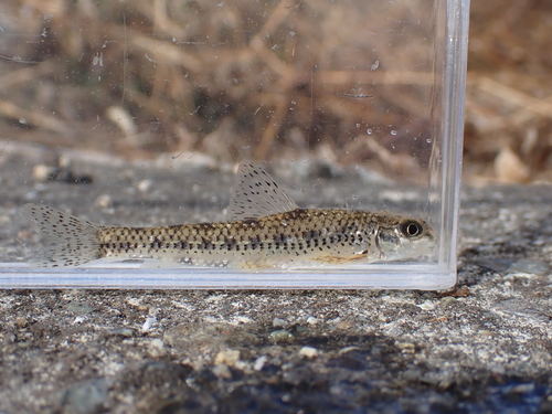 Zezera-grondel (Biwia zezera) — Cyprinidae