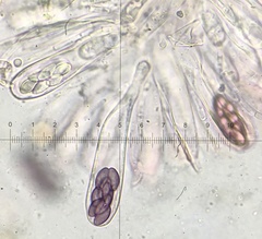 Saccobolus depauperatus