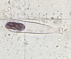 Saccobolus depauperatus