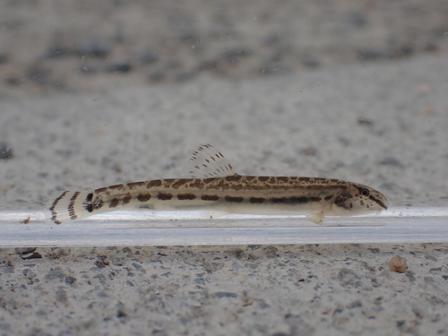 Cobitis minamorii minamorii
